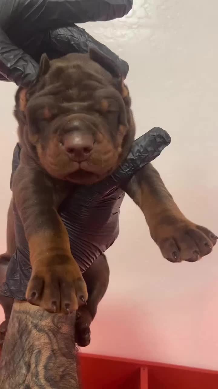 Doberman Pinscher dogs for sale: Black Velvet Abyss Tisphone (European) - Video 1