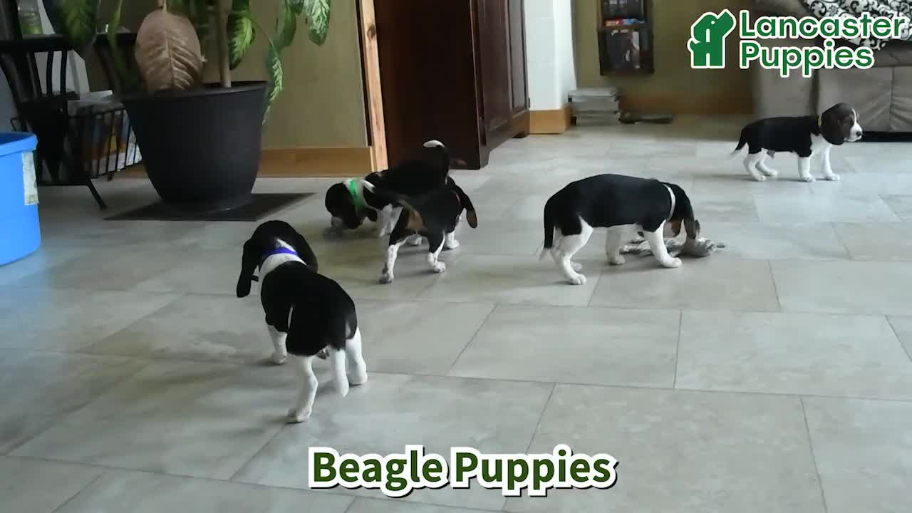 Beagle dogs for sale: Willow - Video 1