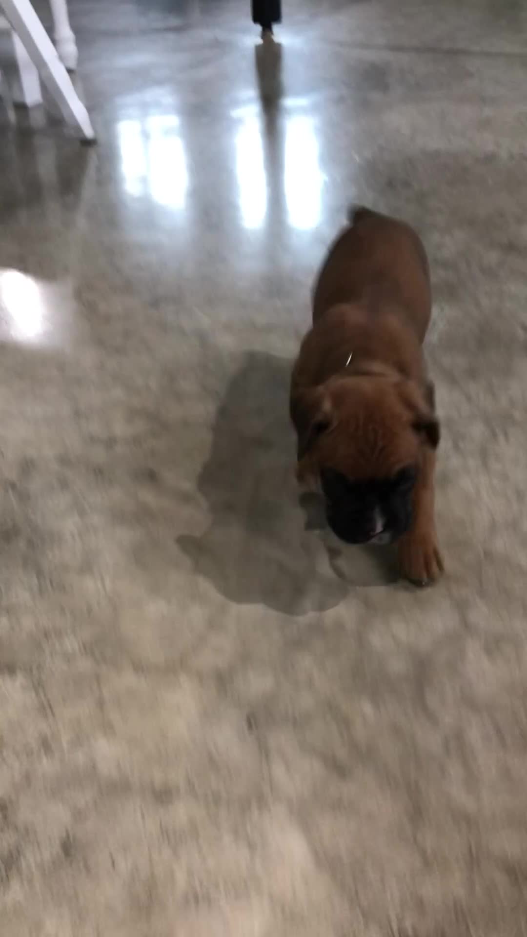 Boxer dogs for sale: Aspen Puppy 1 - Video 2