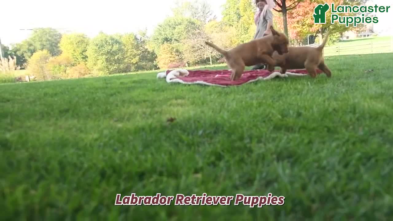 Labrador Retriever dogs for sale: Cinnamon - Video 1