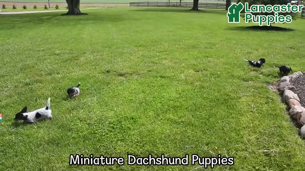Miniature Dachshund dogs for sale: Ivy - Video 1