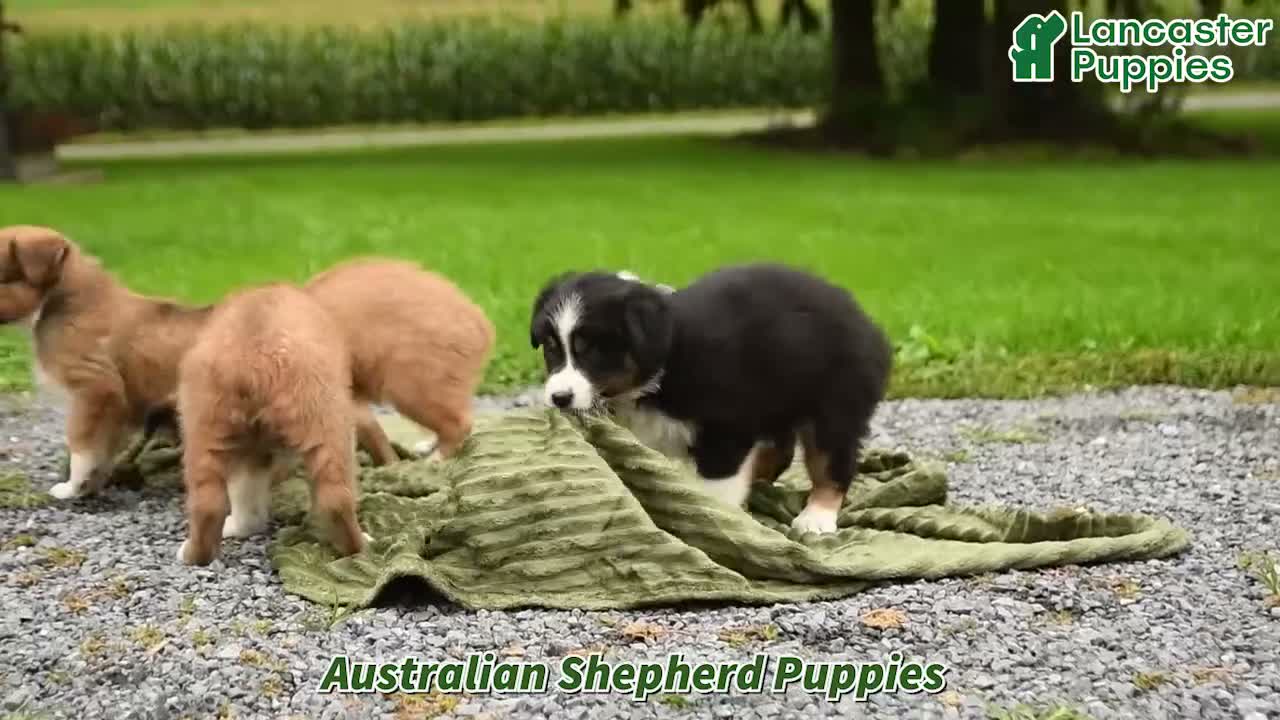 Australian Shepherd dogs for sale: Max - Video 1