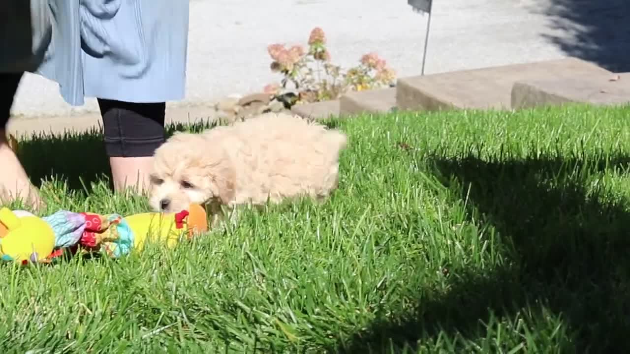 Maltipoo dogs for sale: Honey - Video 2