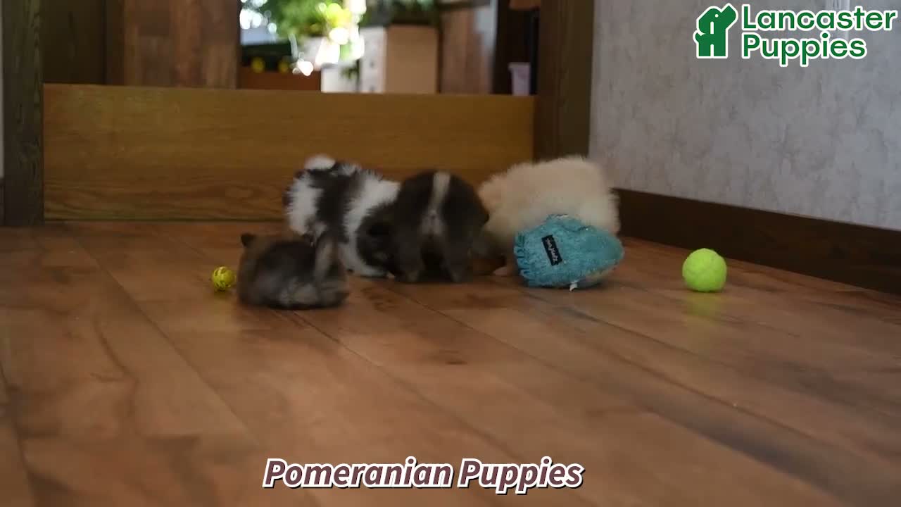 Pomeranian dogs for sale: Rita - Video 1