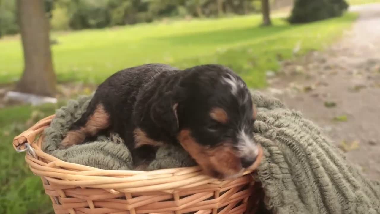 Mini Bernedoodle dogs for sale: Cornell F1 Mini Bernedoodle  - Video 4