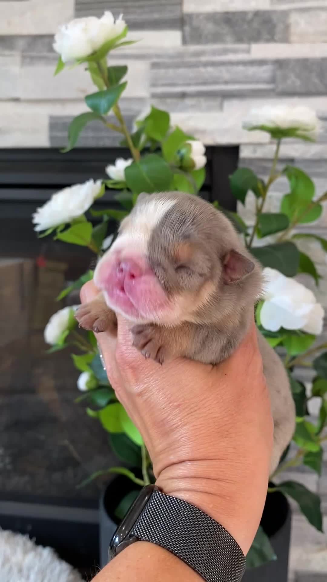 English Bulldog dogs for sale: Nicky - Video 1