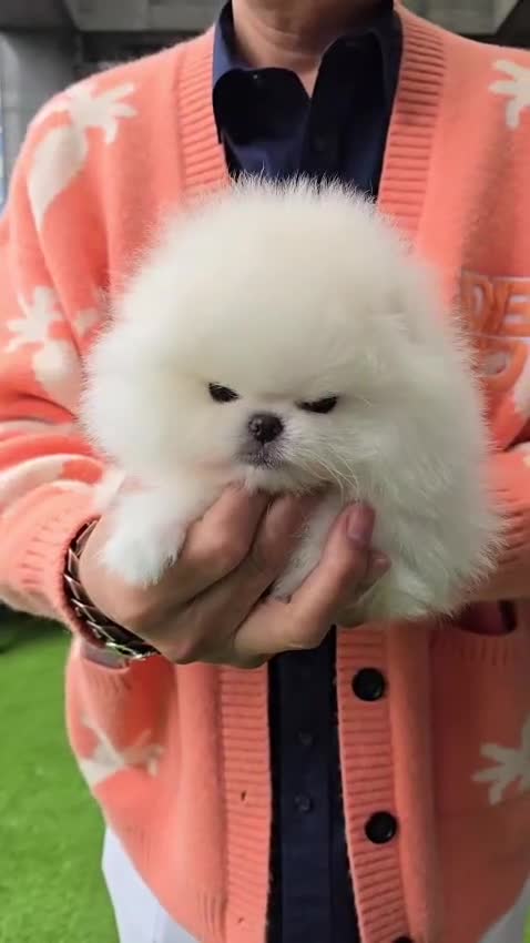 Pomeranian dogs for sale: Pomeranian Puppy - Video 1