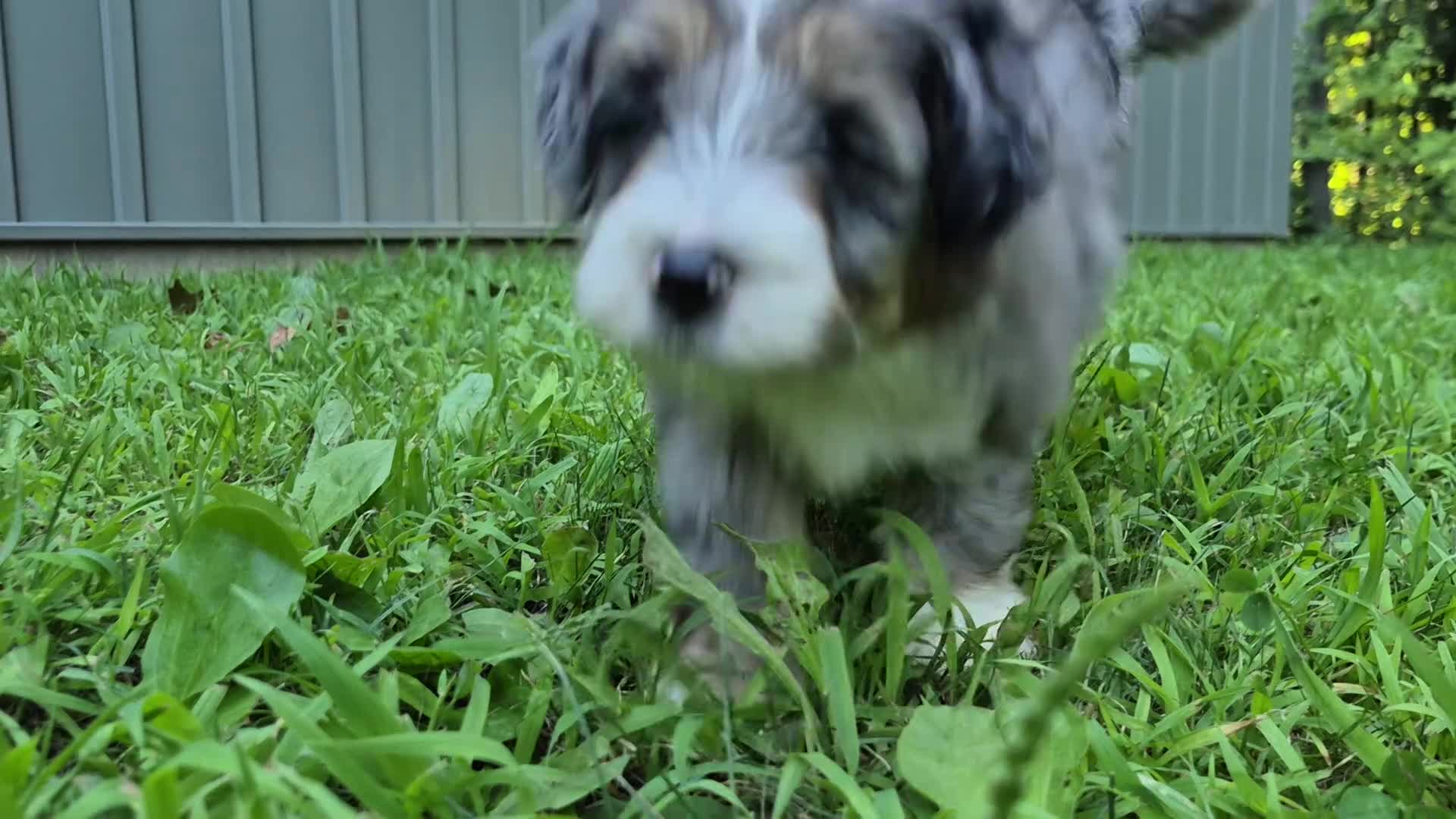 Bernedoodle dogs for sale: Max - Video 1