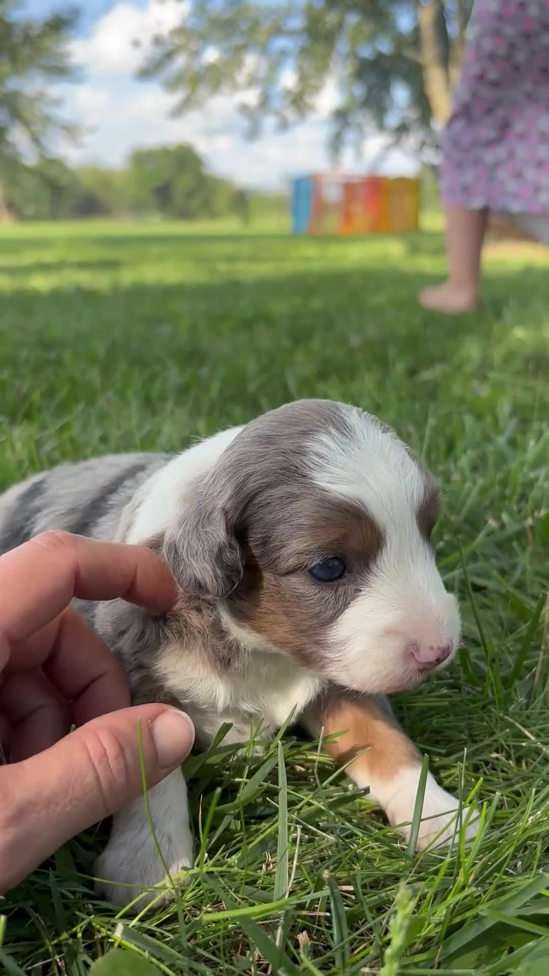 Mini Aussiedoodle dogs for sale: Mini Aussiedoodle 1 - Video 1