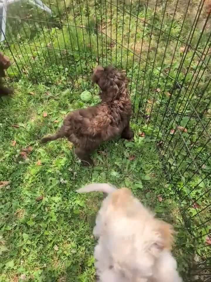 Labradoodle dogs for sale: Labradoodle 2 - Video 1