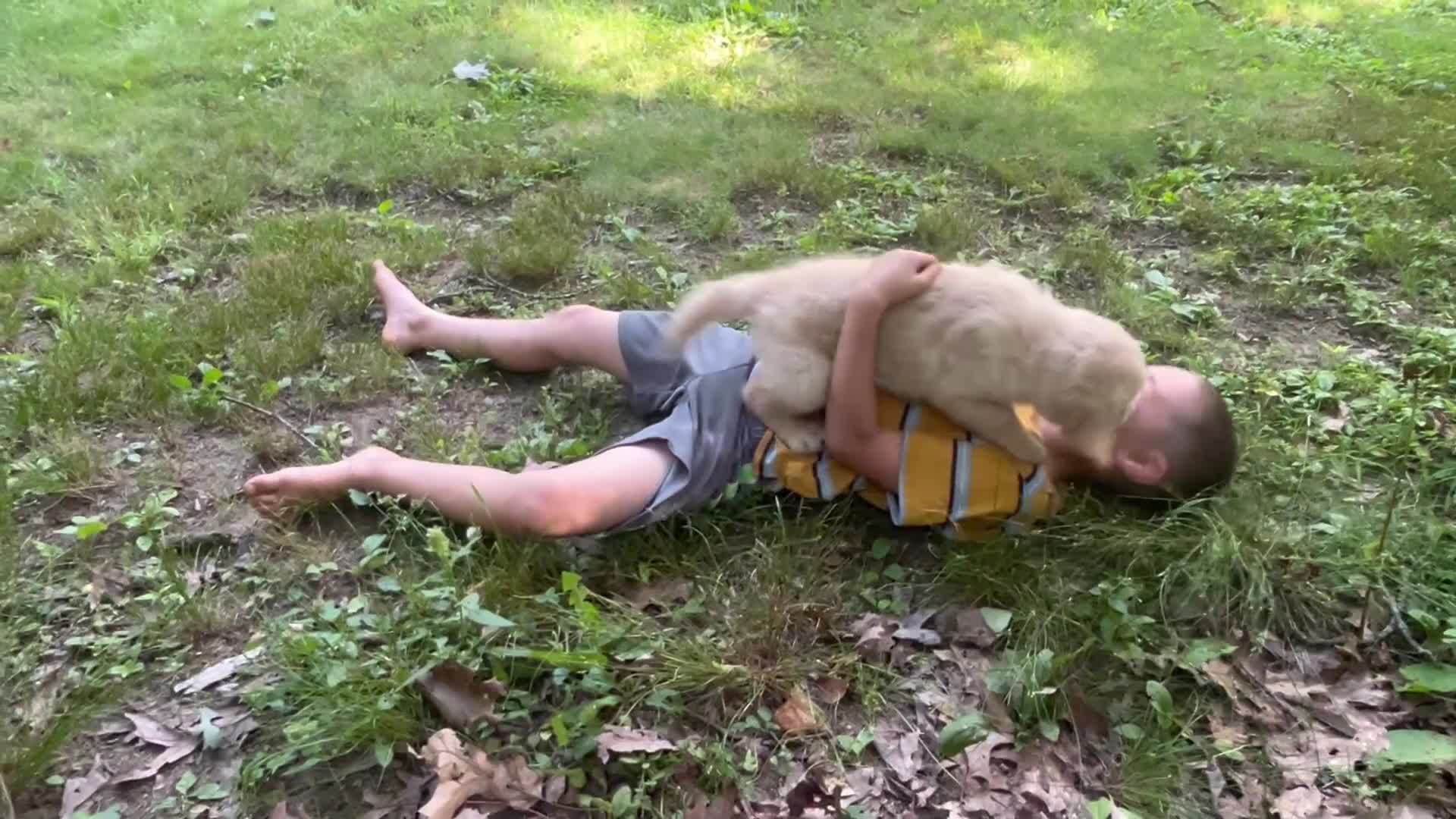 Golden Retriever dogs for sale: Tot - Video 1
