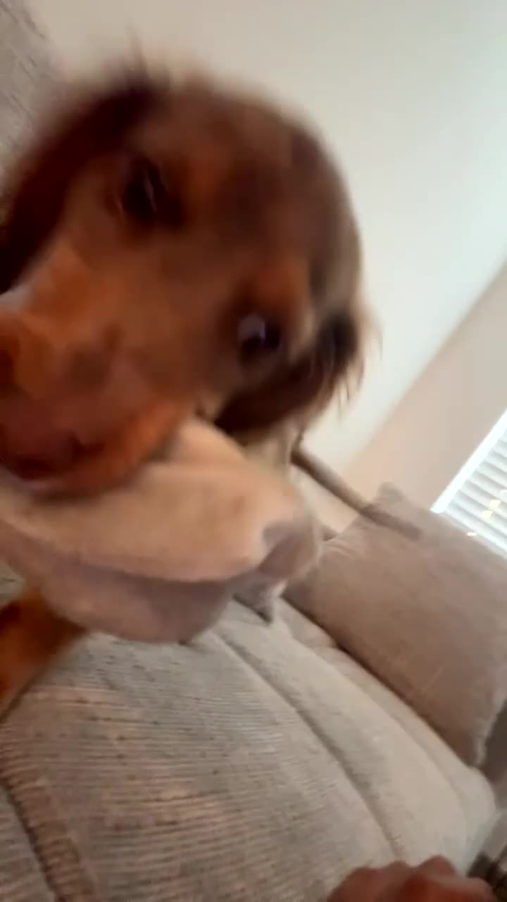 Miniature Dachshund dogs for sale: Miniature Dachshund 1 - Video 1