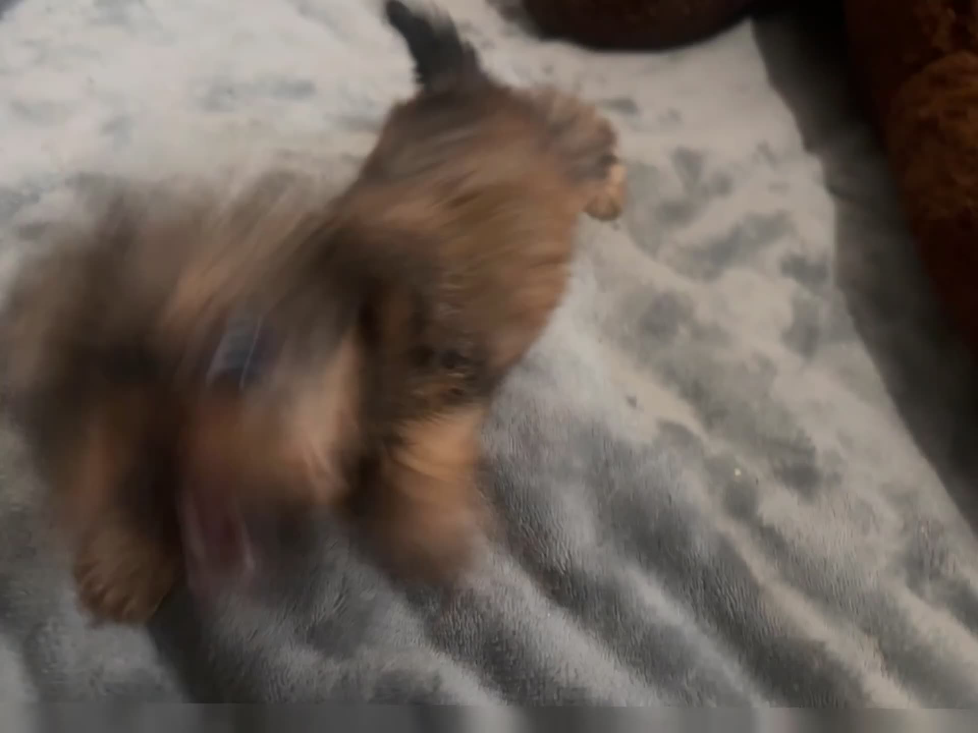 Shorkie dogs for sale: Rosalina - Video 1