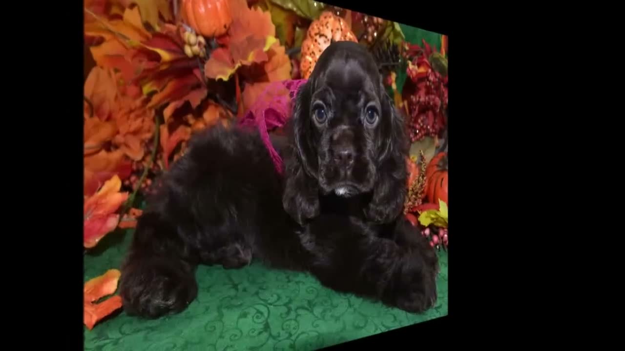 Cocker Spaniel dogs for sale: AKC Sugar Chocolate American Cocker Spaniel Puppy - Video 2