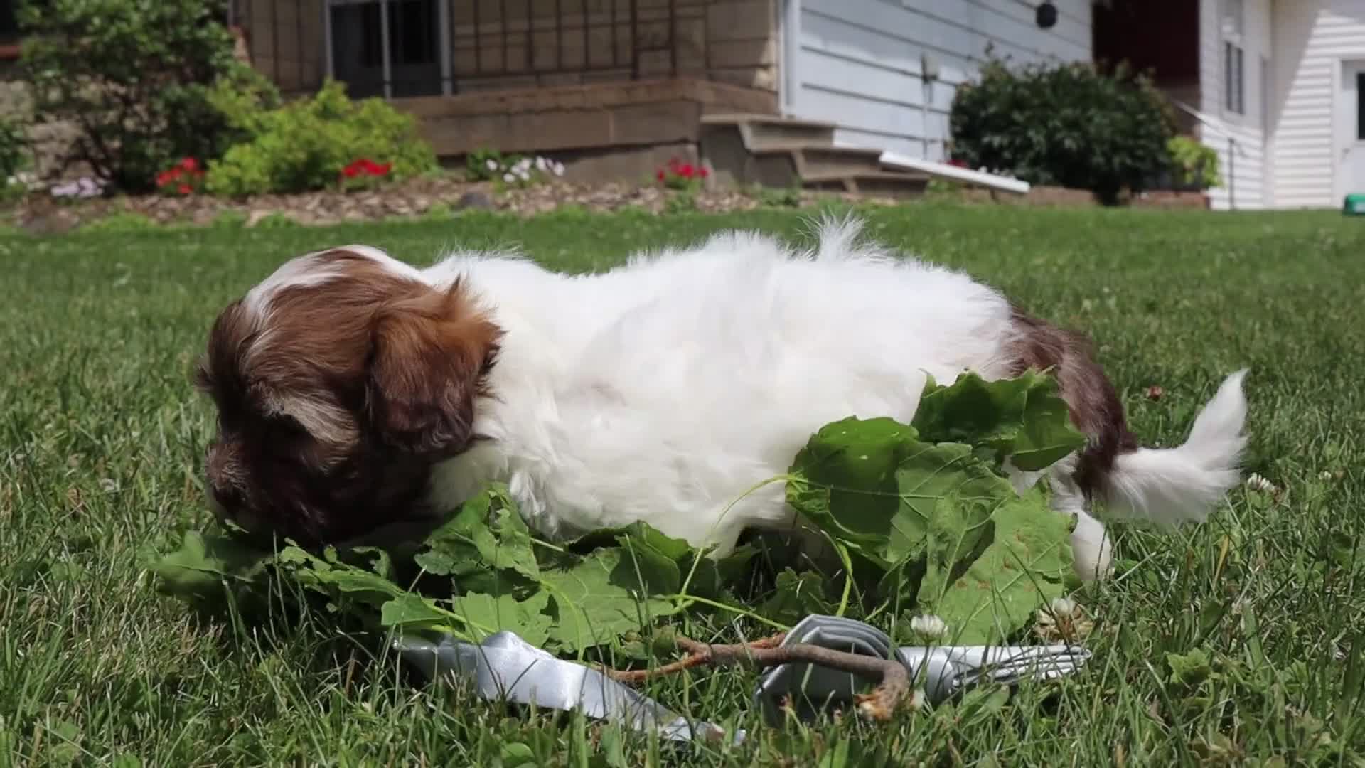 Shihpoo dogs for sale: Skye - Video 1