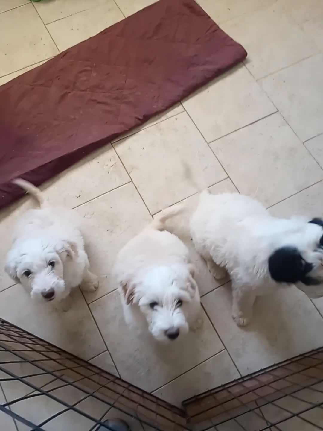 Sheepadoodle dogs for sale: Blessing!! - Video 2