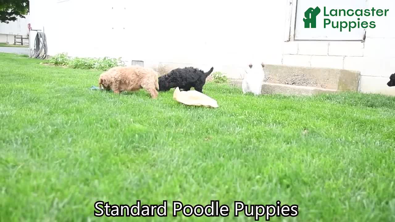 Standard Poodle dogs for sale: Van   - Video 1
