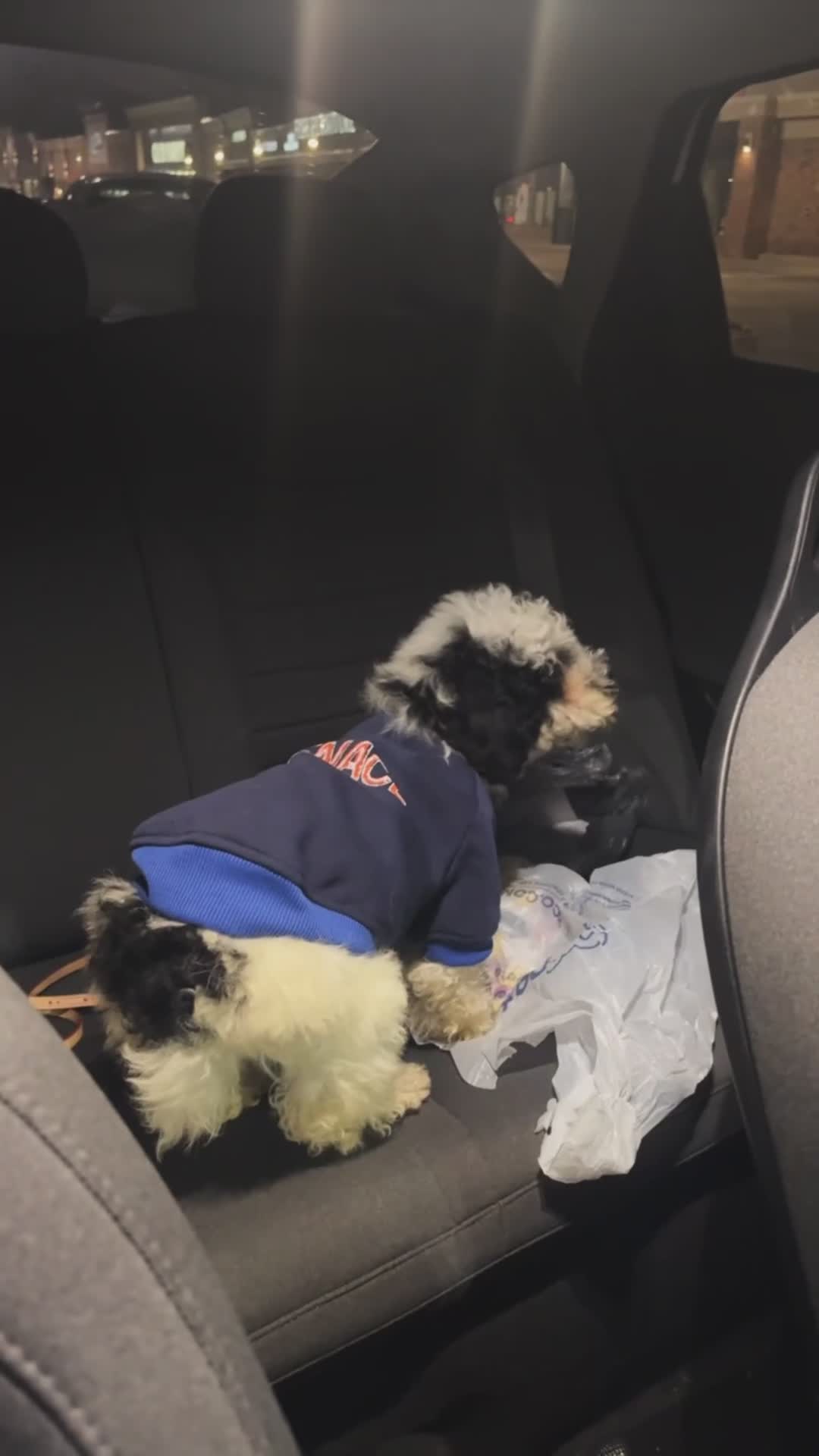 Cockapoo dogs for sale: Cockapoo Puppy 1 - Video 1