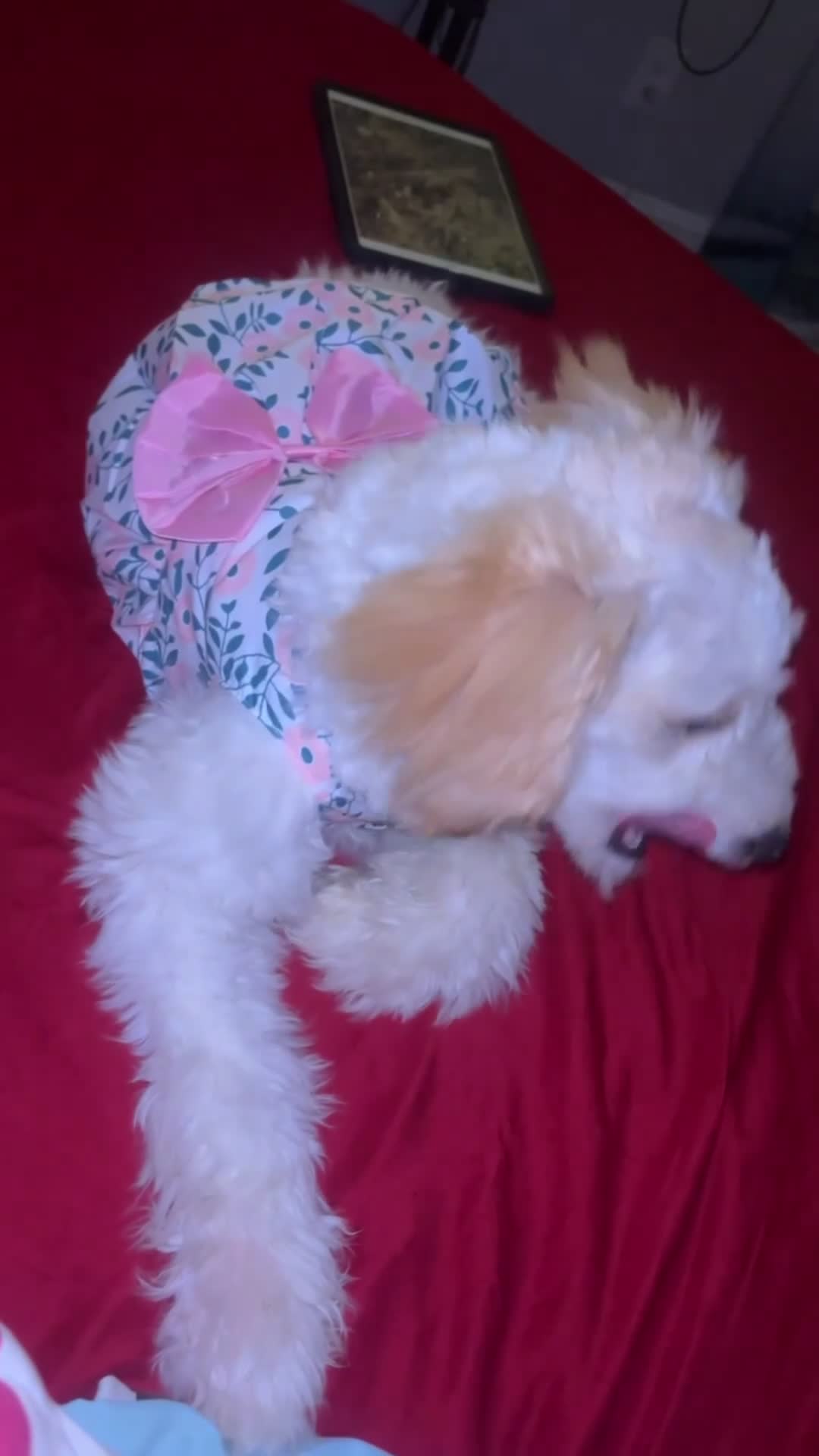 Goldendoodle dogs for sale: Goldendoodle Puppy 1 - Video 1