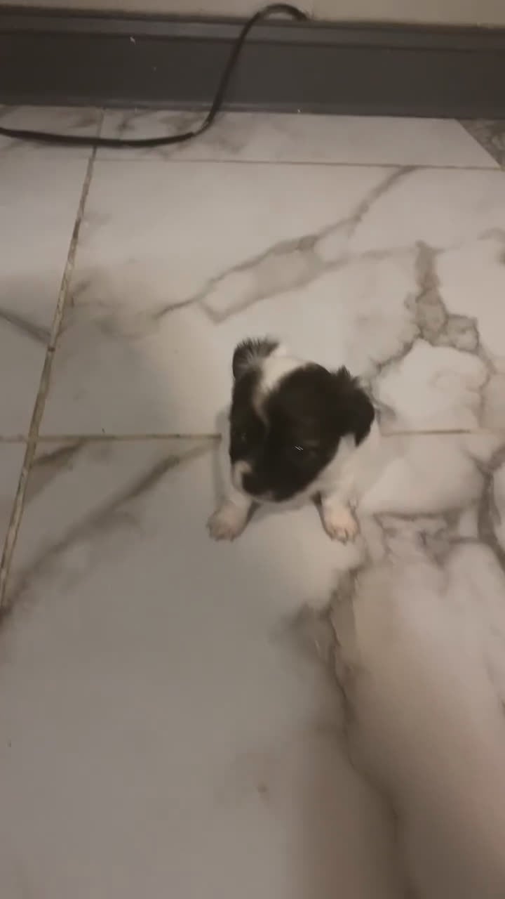 Mixed Breed dogs for sale: Mixed Breed Puppy 2 - Video 1