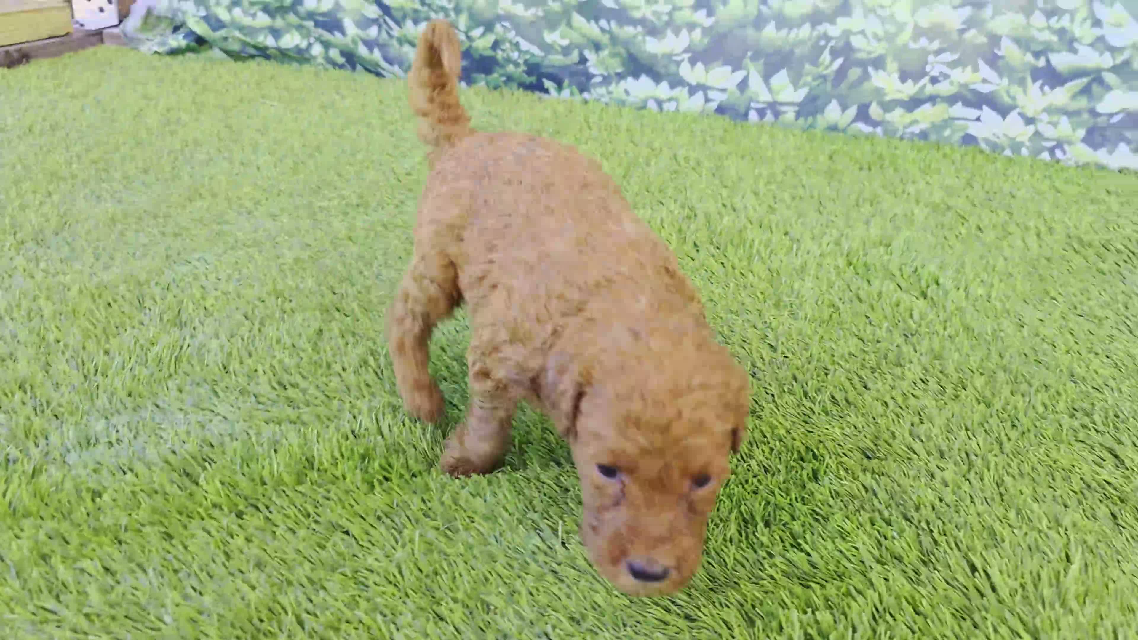Goldendoodle dogs for sale: Millie - Video 2