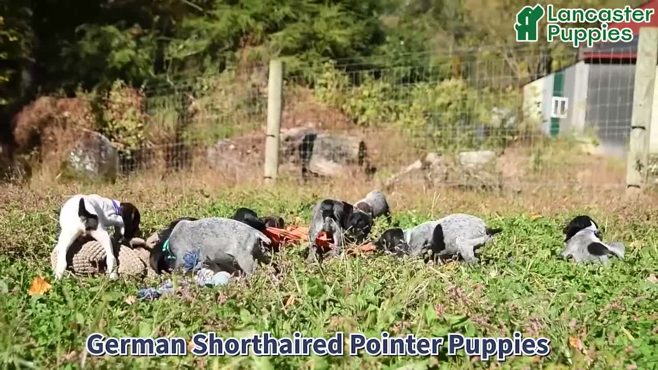 German Shorthaired Pointer dogs for sale: Lando - Video 1