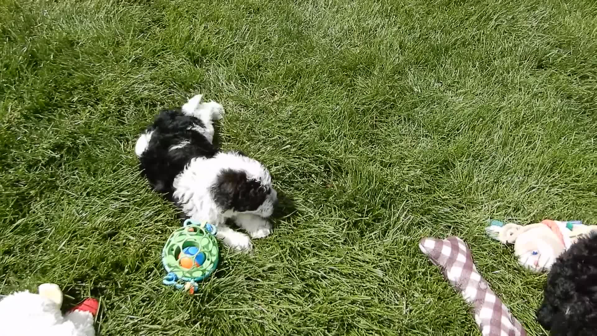 Sheepadoodle dogs for sale: Panda-MEDIUM - Video 1