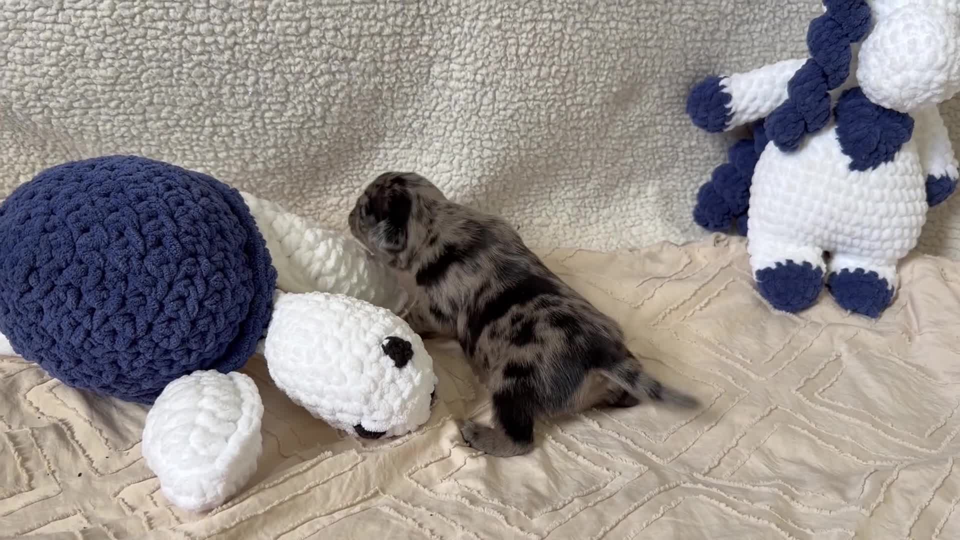Pug dogs for sale: Pug Puppy 3 Henry - Video 1