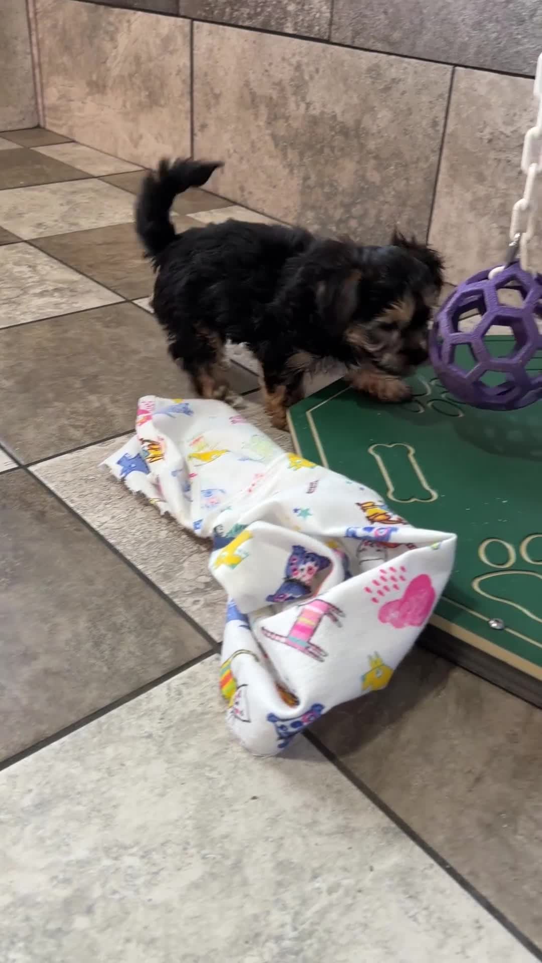 Yochon dogs for sale: Tyler - Video 1