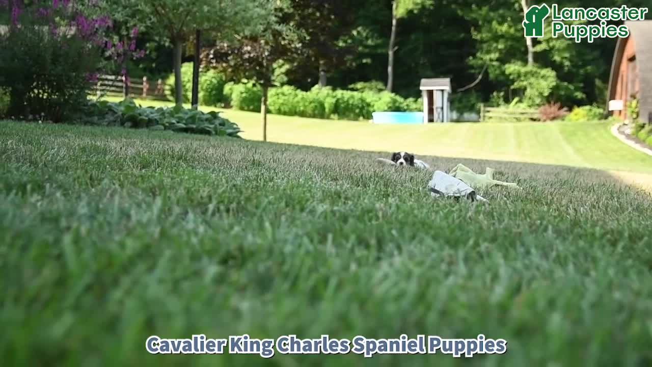 Cavalier King Charles Spaniel dogs for sale: Kyla - Video 1