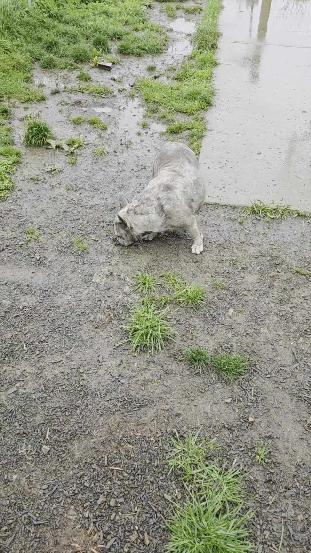 French Bulldog dogs for sale: Melody - Video 1