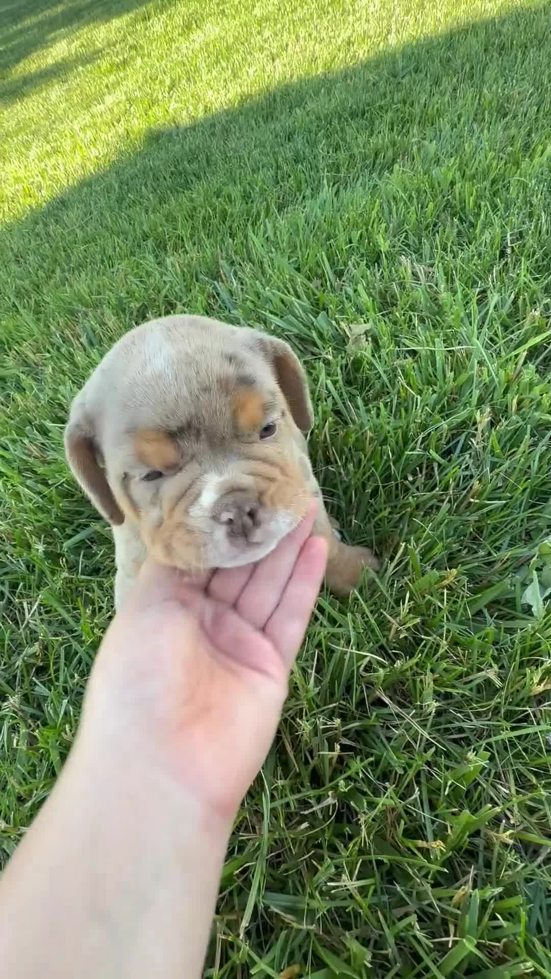 Beabull dogs for sale: Amber - Video 1