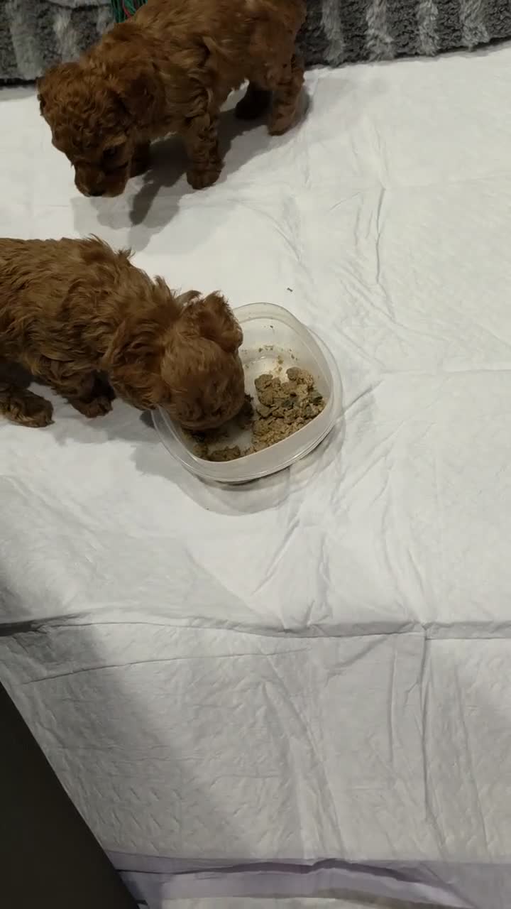 Toy Poodle dogs for sale: Little Dan - Video 1