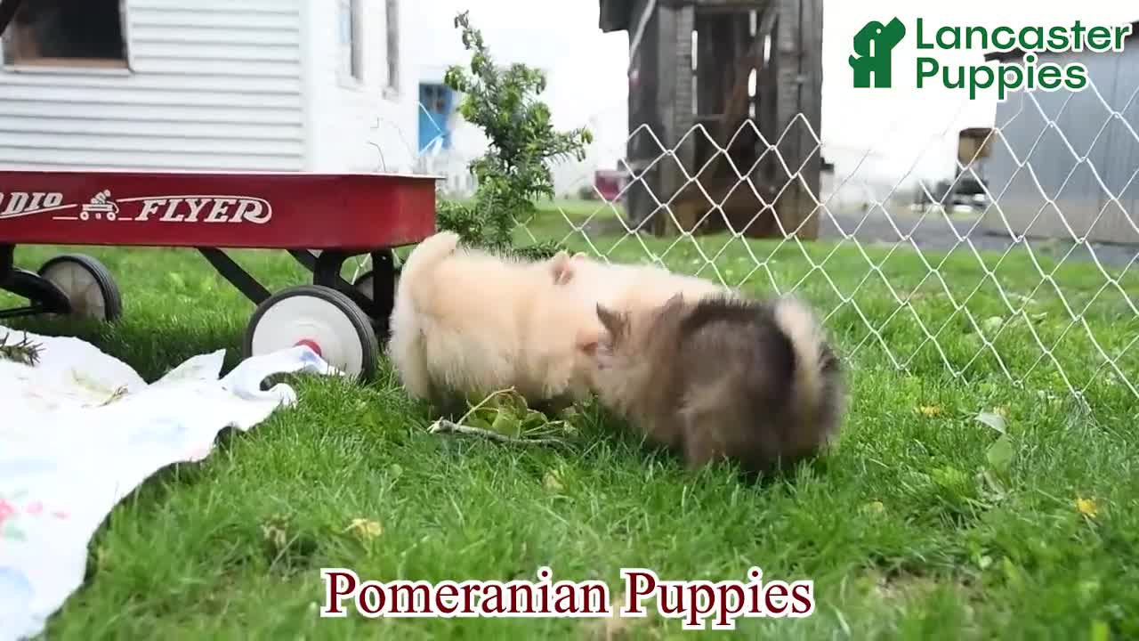 Pomeranian dogs for sale: Tinker Extra Small - Video 1