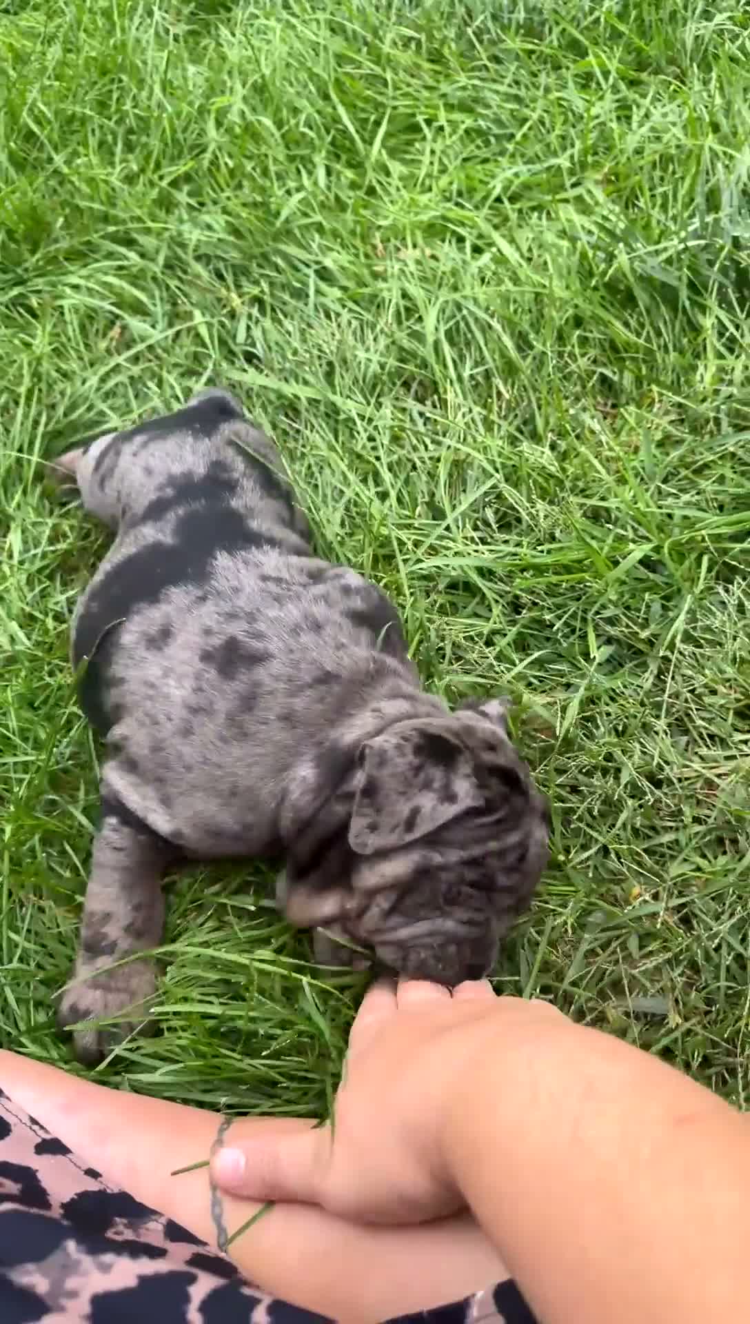 Olde English Bulldogge dogs for sale: Black Merle male  - Video 1
