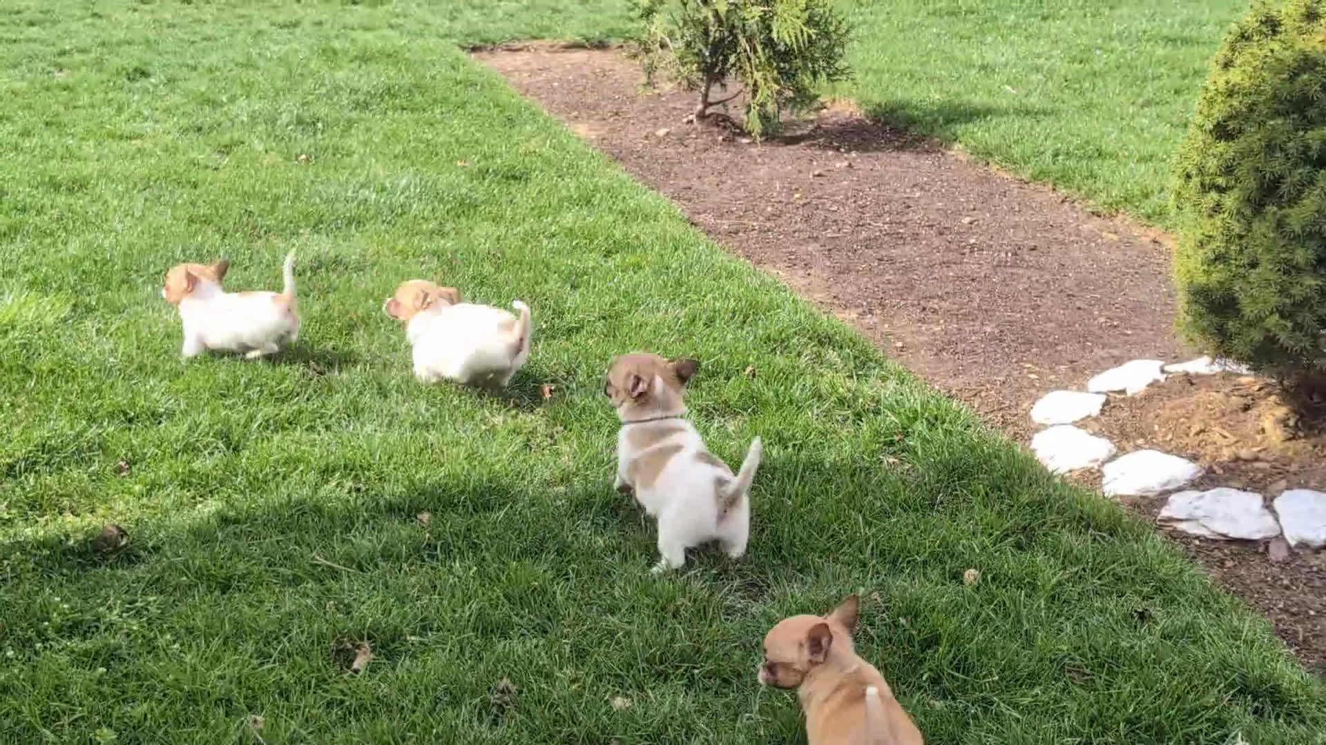 Chihuahua dogs for sale: Jedd 6 lbs Full Grown - Video 1