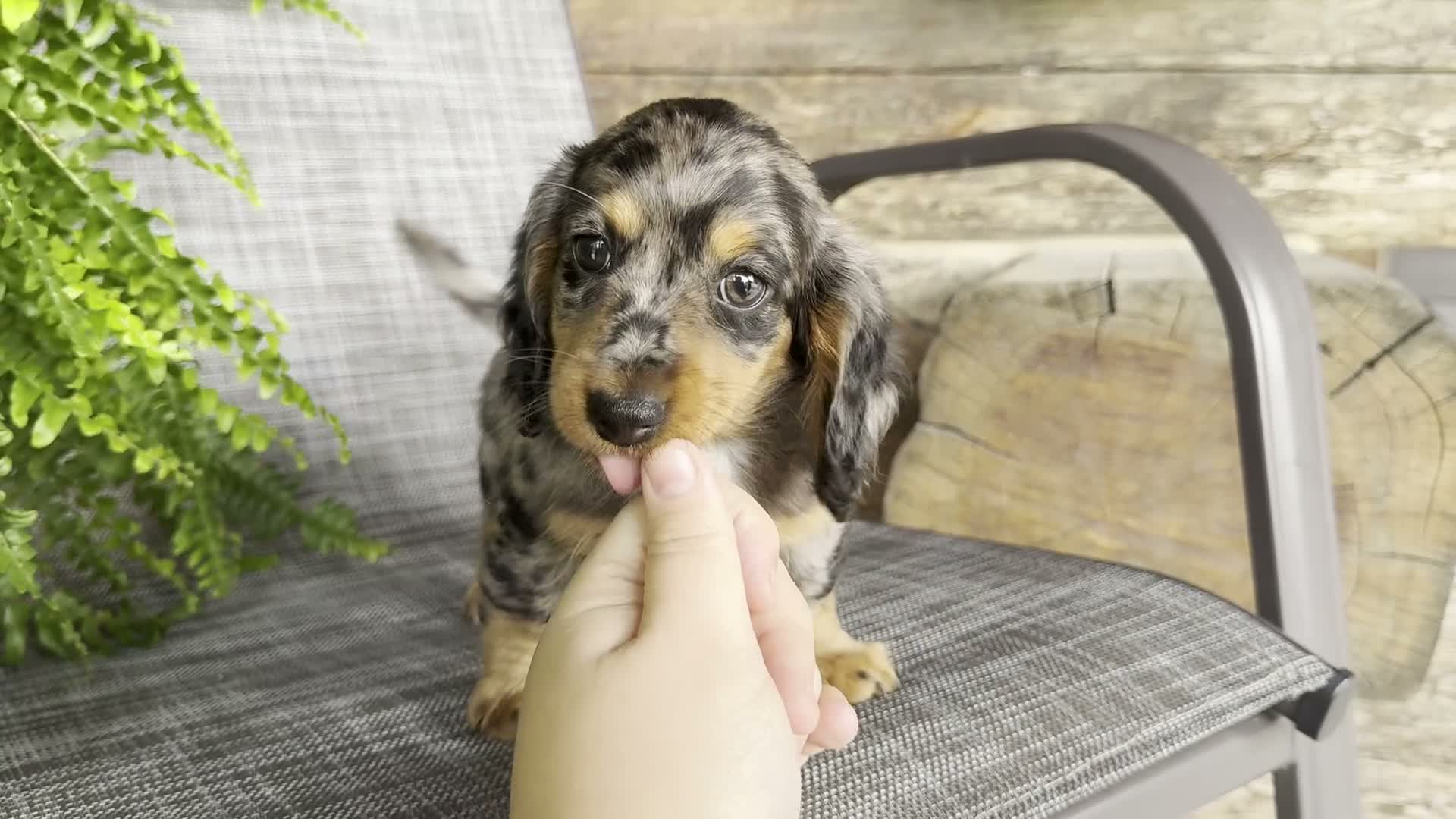 Dachshund dogs for sale: Shelly - Video 1