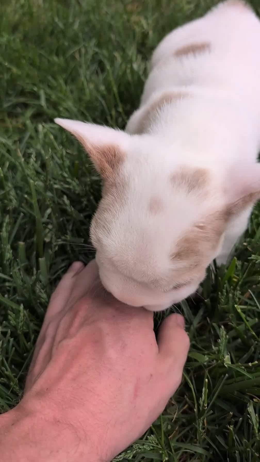 French Bulldog dogs for sale: Koda - Video 1