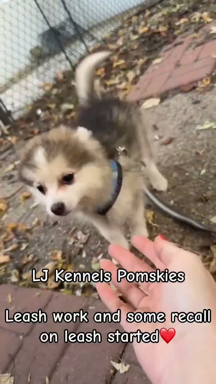 Pomsky dogs for sale: Drake - Video 2
