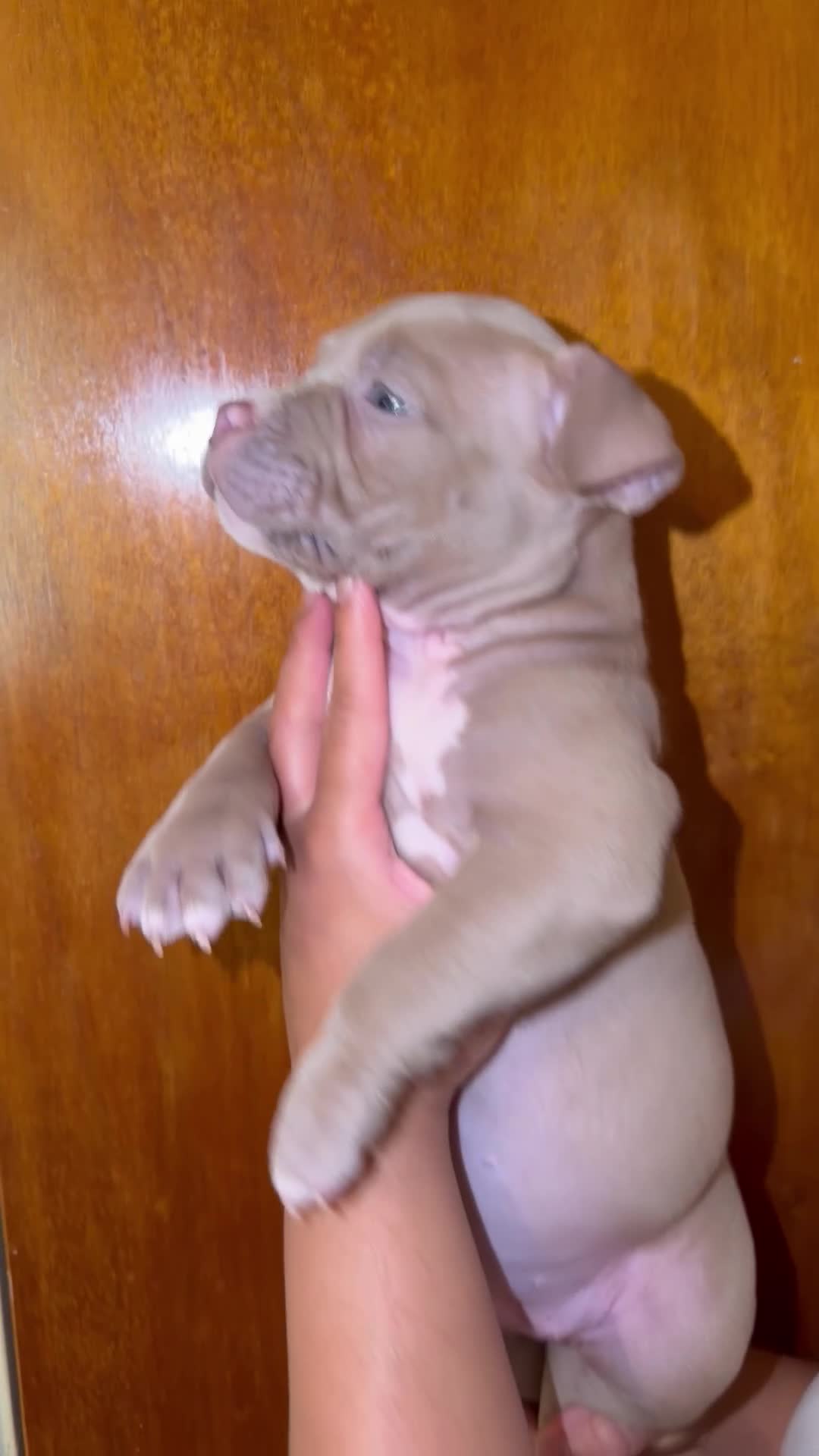 American Bully dogs for sale: American Bully 5 - Video 3