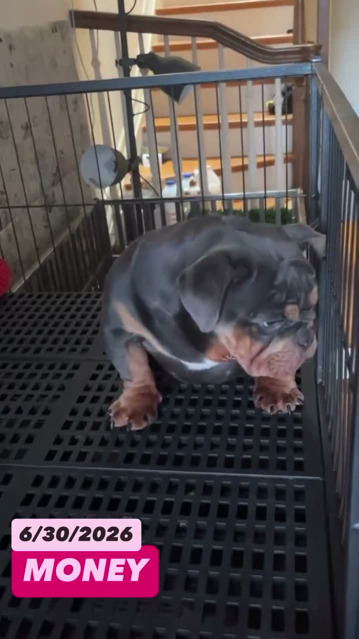 English Bulldog dogs for sale: English Bulldog 1 - Video 3