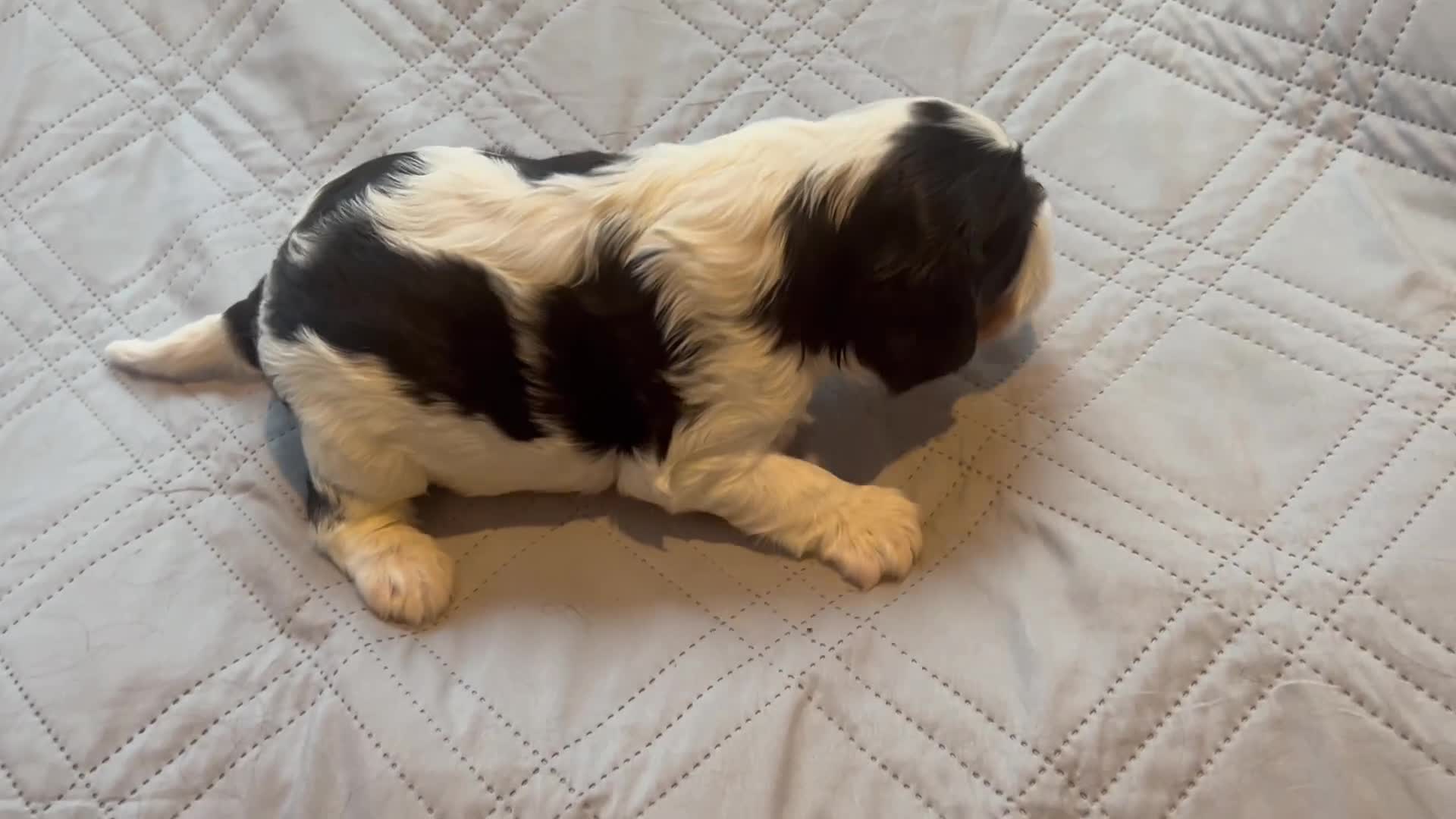Cavalier King Charles Spaniel dogs for sale: Cavalier King Charles Spaniel 3 - Video 1