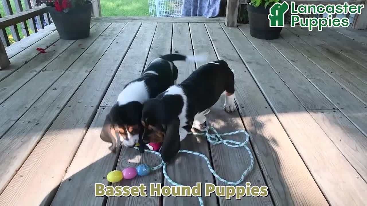 Basset Hound dogs for sale: Lacey - Video 1
