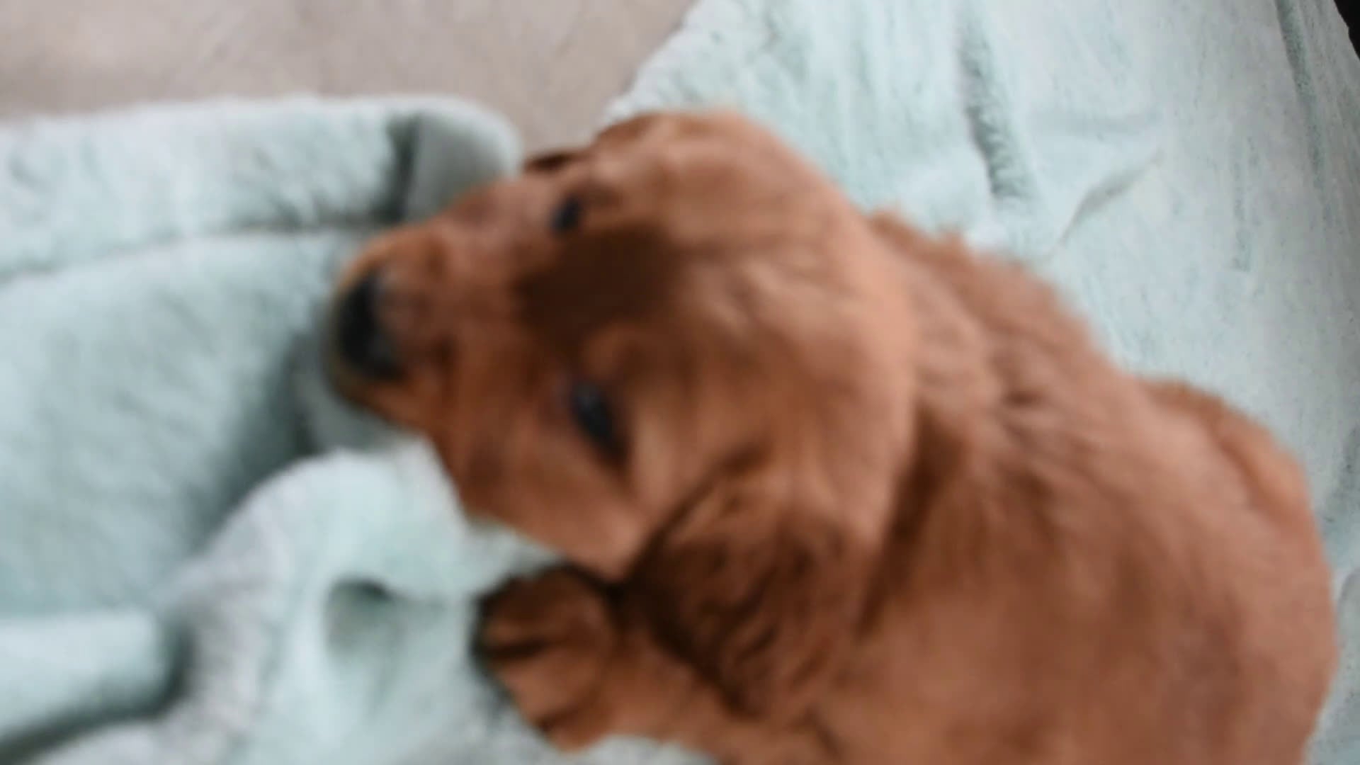 Golden Retriever dogs for sale: Dallas Genetic/OFA - Video 1