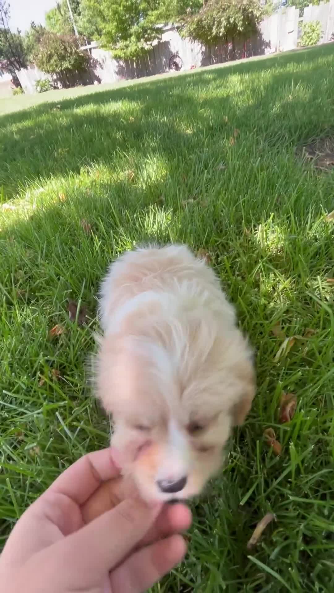 Cavapoo dogs for sale: Ella - Video 1