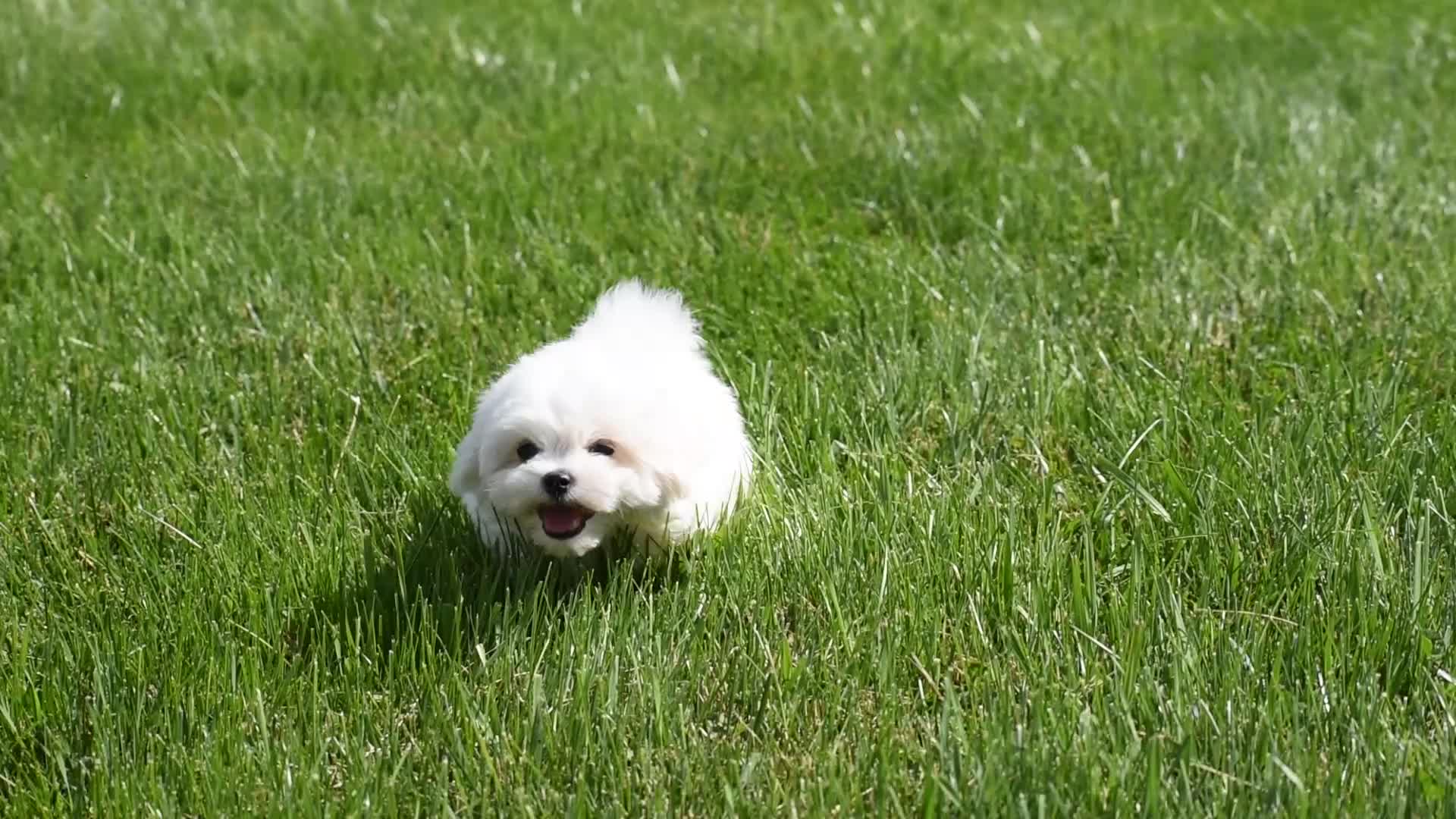 Maltese dogs for sale: Teddy - Video 1