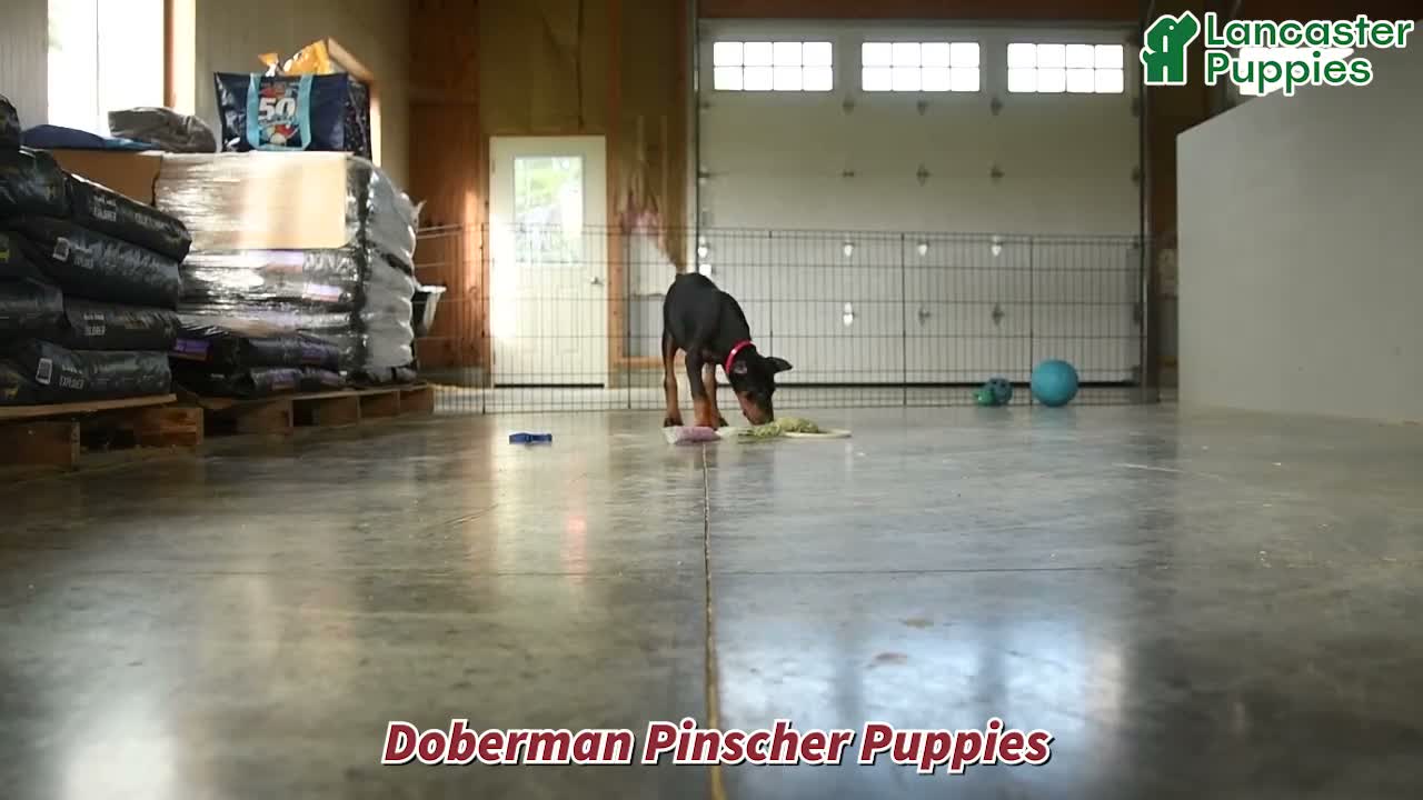Doberman Pinscher dogs for sale: Deetz - Video 1