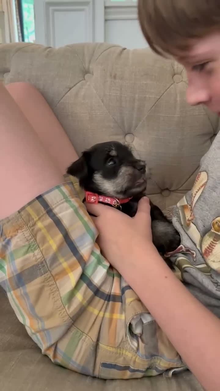 Miniature Schnauzer dogs for sale: Miniature Schnauzer 3 - Video 1