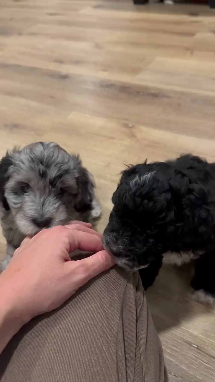 Mini Aussiedoodle dogs for sale: Wesley 🐾 - Video 2