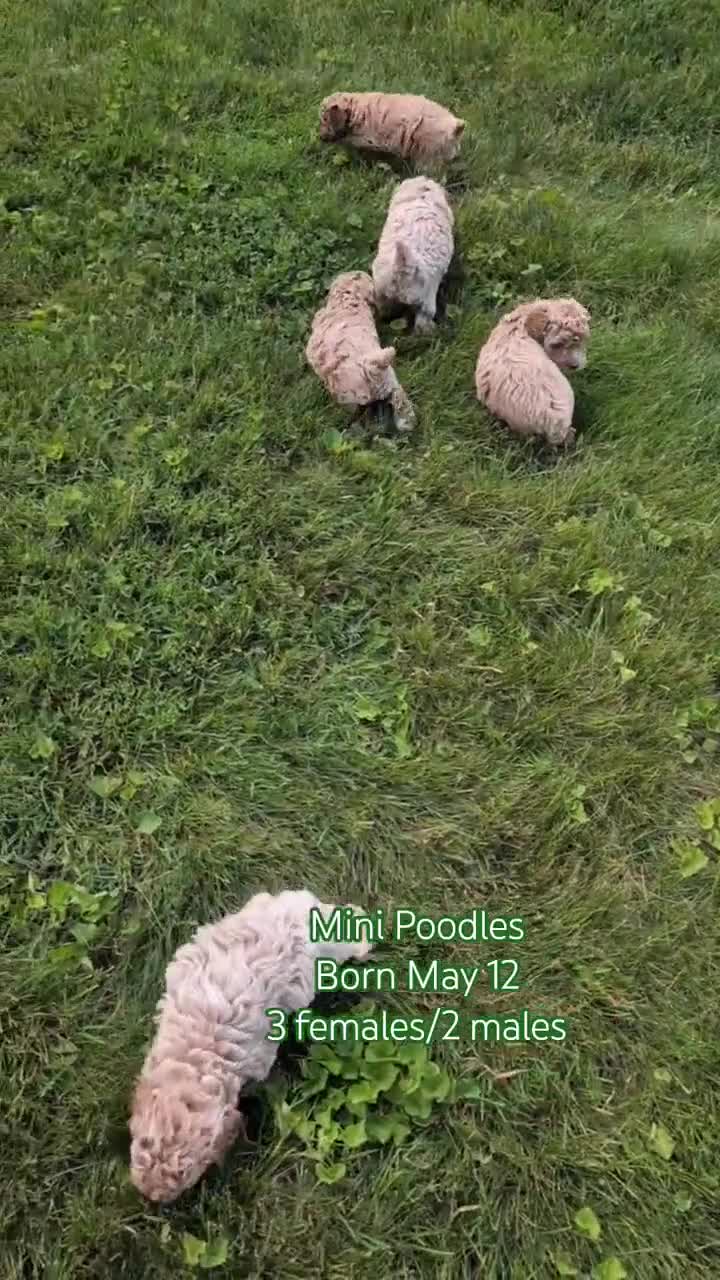 Miniature Poodle dogs for sale: Ruby - Video 2